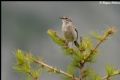 Anthus spinoletta